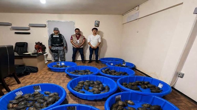 Rescatan en Matamoros 350 tortugas destinadas a consumo