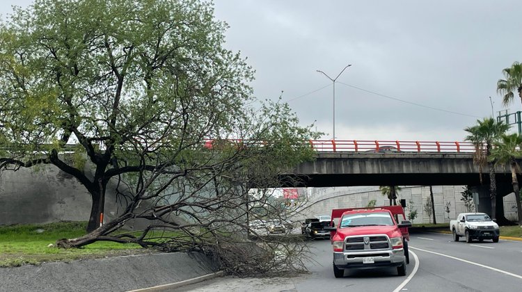 Derriba tormenta árbol y obstruye Morones Prieto