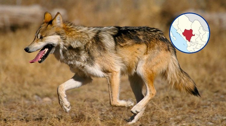 Reintroducen lobo mexicano en Durango tras 50 años