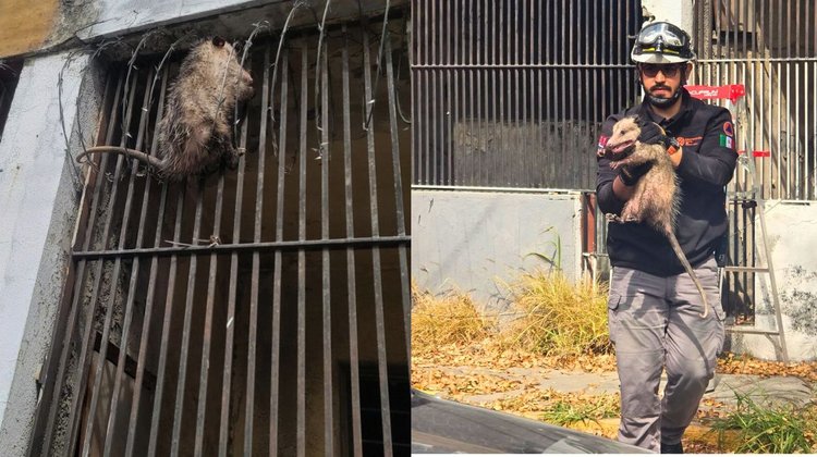 Rescatan tlacuache en vivienda del centro de Monterrey