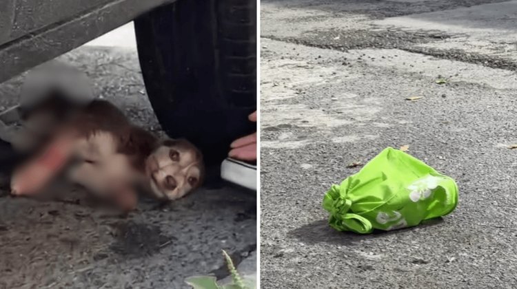 Abandonan a perrito dentro de una bolsa en Guadalupe