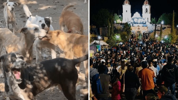 Exhortan animalistas a no usar pirotecnia en peregrinaciones