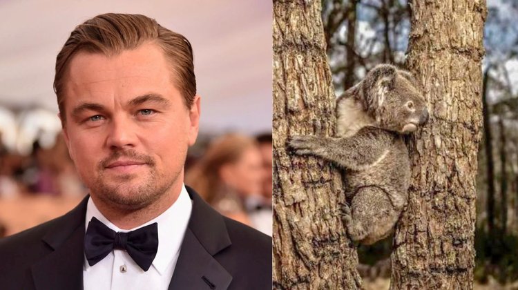 DiCaprio y Bezos destinan 200 mdd para salvar 100 especies