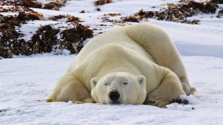 Multan en Noruega a hombre por despertar a oso polar con sirena