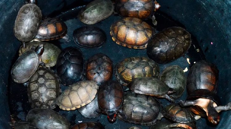 Frustran tráfico de 774 tortugas en Tijuana; iban en calcetines