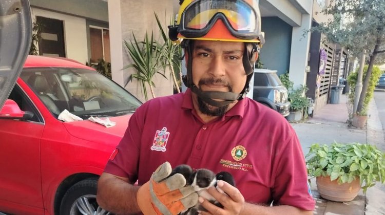 Rescatan a tres gatitos atrapados en motor de carro en Escobedo