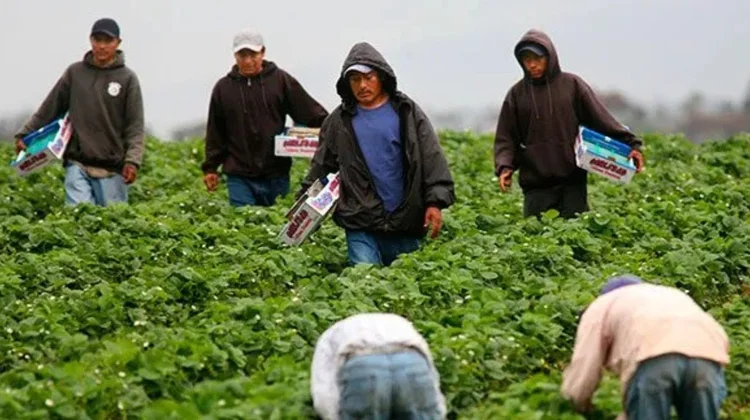 Trump reconoce que su política migratoria afecta a agricultores