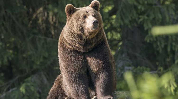 Un oso pardo hiere de gravedad a un hombre en Eslovaquia