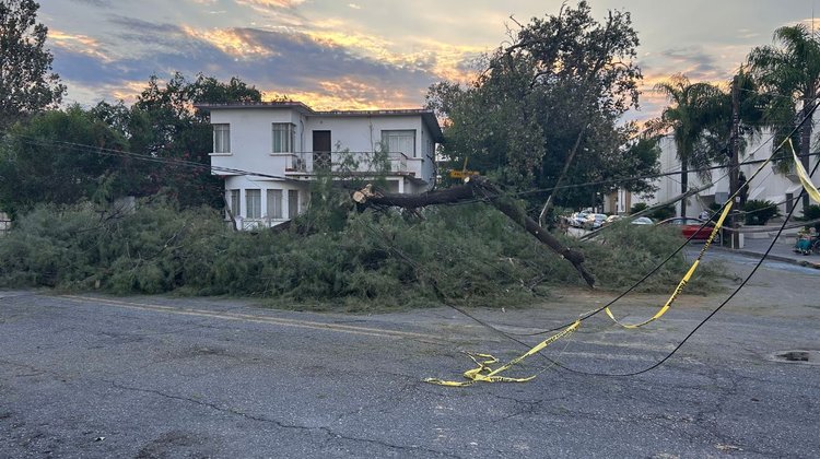 Árbol de gran tamaño cae tras lluvias en la colonia La Roma