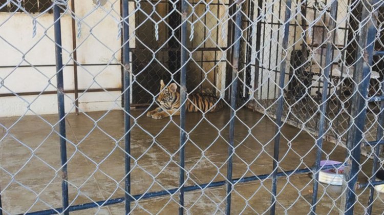 Aseguran dos tigres de Bengala en operativo en Mazatlán