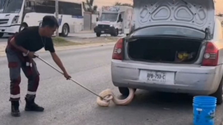 Hallan serpiente pitón dentro cajuela de automóvil en Zuazua