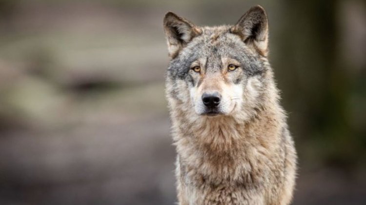 Un lobo ataca a una mujer en una zona comercial en Hamburgo