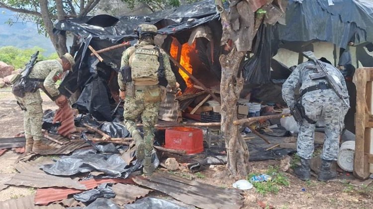 Inhabilitan 11 plantíos de mariguana en La Yesca, Nayarit