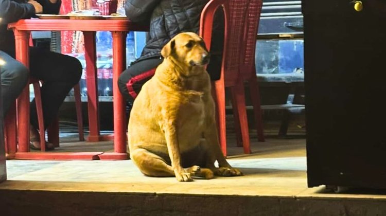 Concurso de perros gordos en India desata furor en redes sociales
