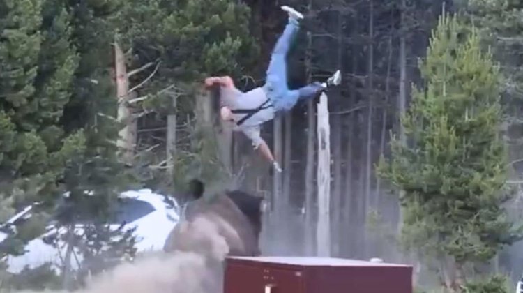 Turista sobrevive tras ser arrojado por bisonte en Yellowstone