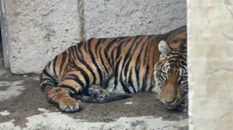 Capturan a tigresa de Bengala que atacaba ganado en Jalisco