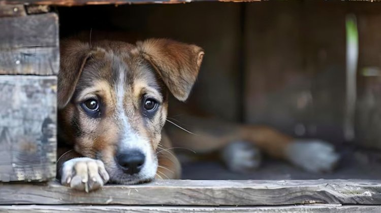 Escándalo en Rumanía por 15 mil perros muertos en perrera