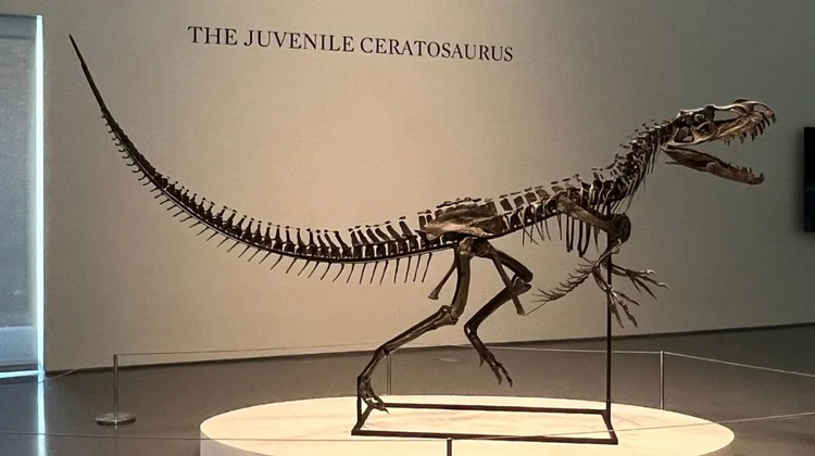 Un 'dinosaurio bebé' es la estrella en una subasta de Sotheby's