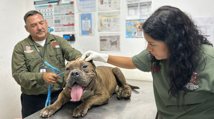 Entregan a 'Tiger', perro rescatado de incendio en Escobedo