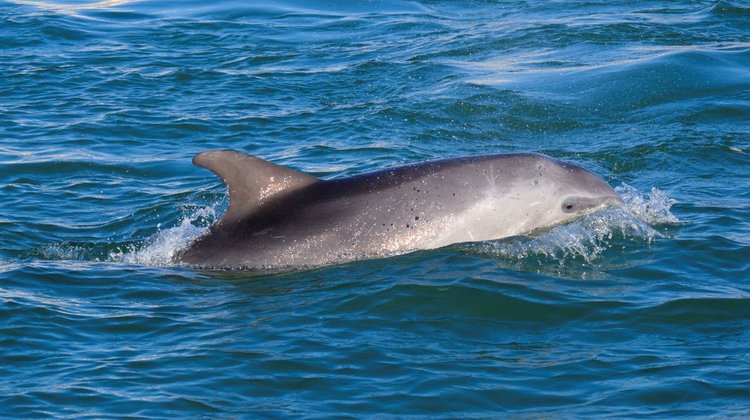 Un delfín sorprende a turistas y vecinos en la laguna de Venecia