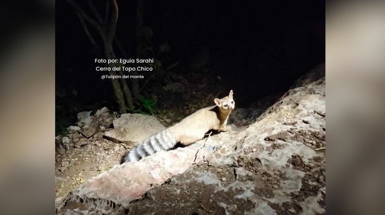 Conoce al 'dueño' del Cerro del Topo Chico: Cacomixtle Norteño