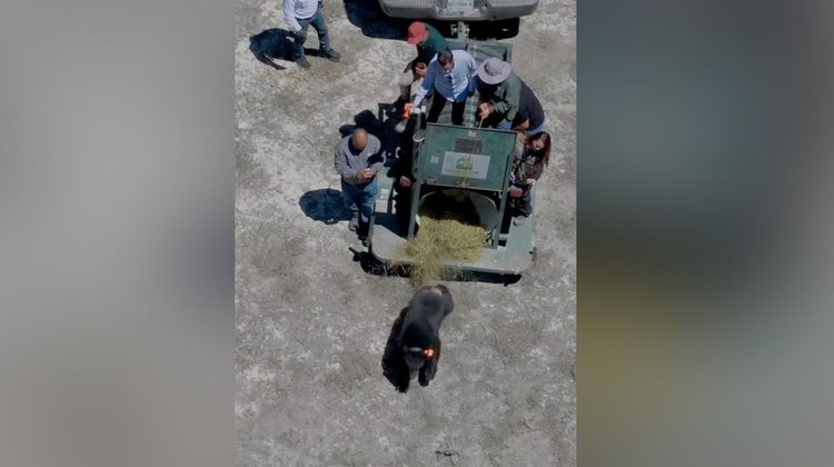 Regresa oso Tadeo a zona serrana de Nuevo León