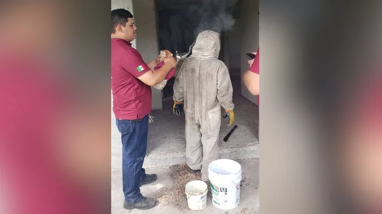 Enjambre de abejas ataca a tres personas y dos perros en Camargo