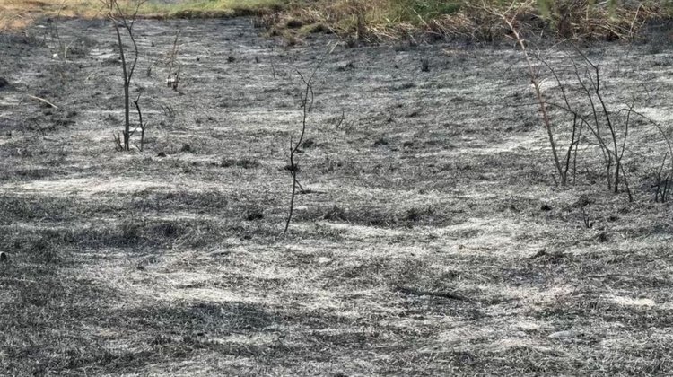 Incendio_forestal_Bustamante_Coahuila_0d2c98a374