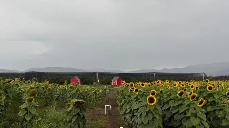 Invitan a vivir cosecha de manzana en San Antonio de las Alazanas
