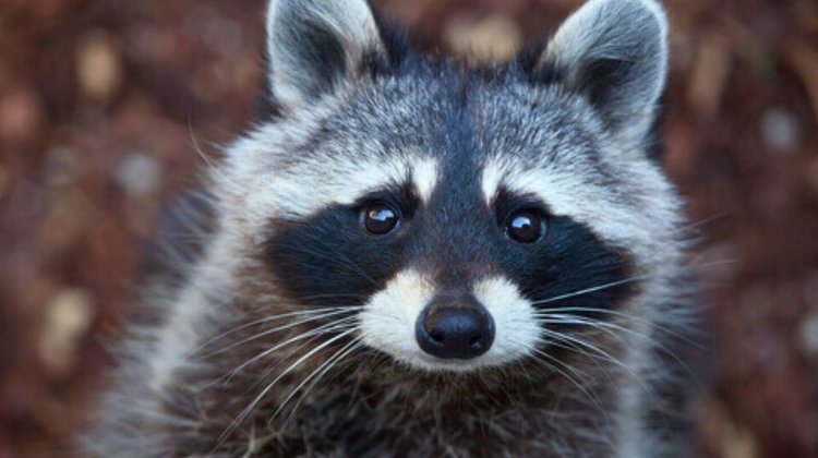 Mapache se emborracha en una licorería y se desmaya en el baño