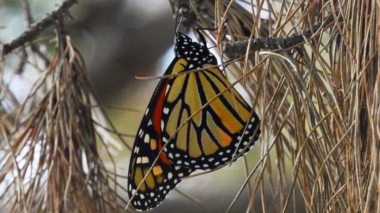 Registran paso de miles de mariposas monarca por Coahuila