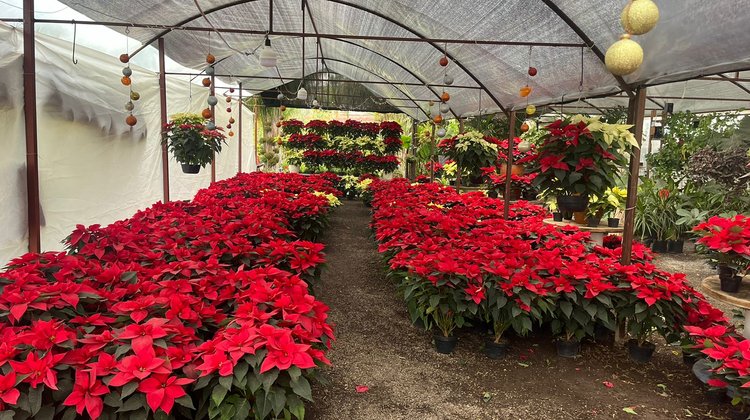 Inician viveros de Saltillo la venta de Nochebuenas por temporada