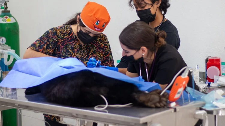 Refuerzan atención veterinaria en Museo del Desierto