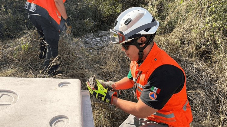 Rescatan a tlacuaches en varios puntos de la Zona Metropolitana