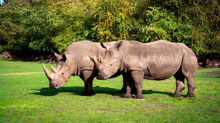 México recibe cuatro rinocerontes blancos para conservación