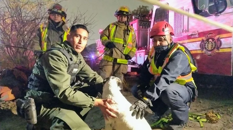 Rescatan y logran adopción de un perro en Saltillo