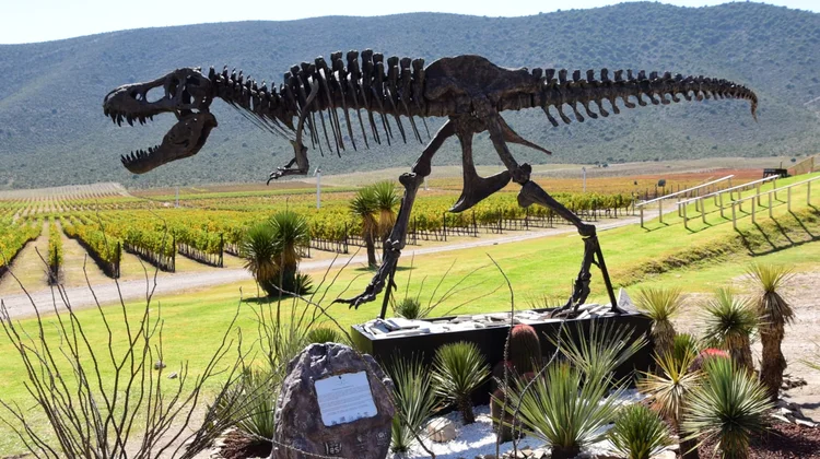 Secretaría de Turismo alista relanzamiento Ruta Vinos y Dinos