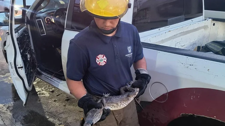 Capturan alrededor de 400 cocodrilos en un mes en Tamaulipas