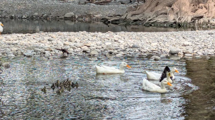 Protección Civil rescata a familia de patitos en Guadalupe