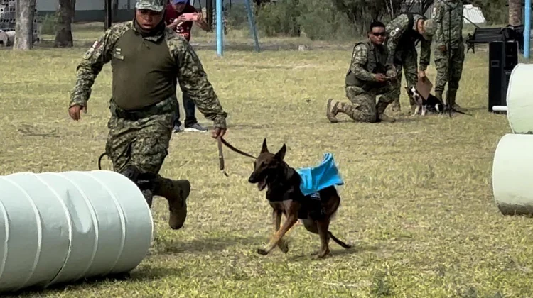 La abandonaron en la basura, hoy es oficial canino de la milicia