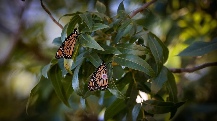 Identifican en Coahuila mariposas monarca que viajaron desde EUA