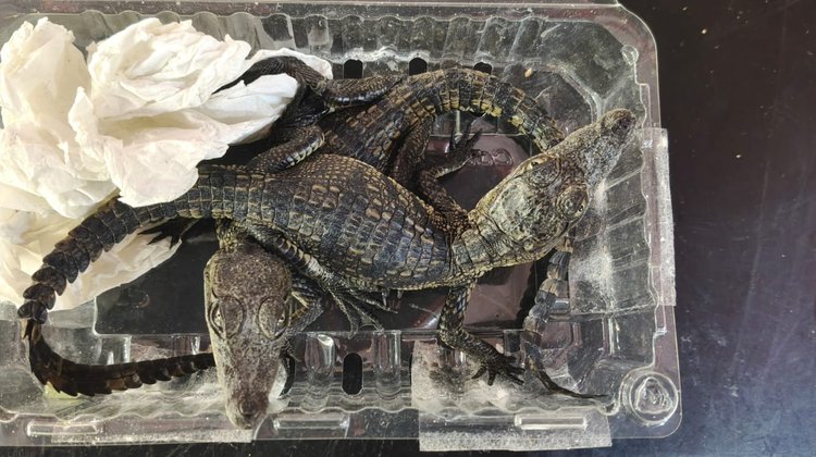 Salva Guardia Nacional a seis caimanes de ser contrabandeados