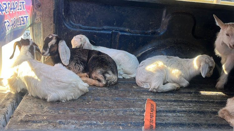 Whats_App_Image_2025_12_23_at_5_12_57_PM_0fb9035400