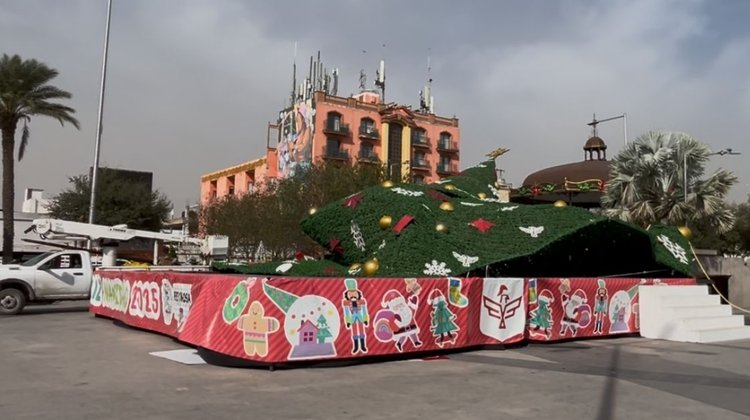 Fuertes vientos derriban pino navideño de más de 30 metros