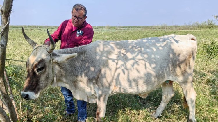 Estado se enfoca en el control del gusano barrenador en Altamira