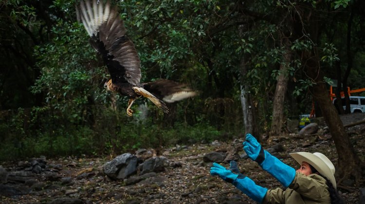 Liberan en Juárez a ejemplar de caracara tras cautiverio ilegal