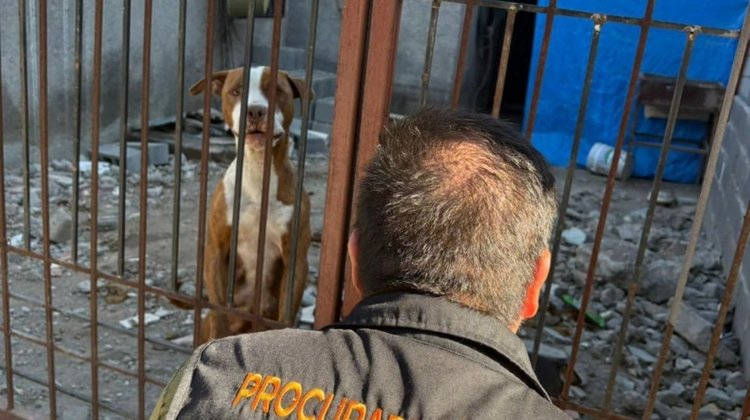 Rescatan a perritos amarrados sin acceso a agua en Guadalupe