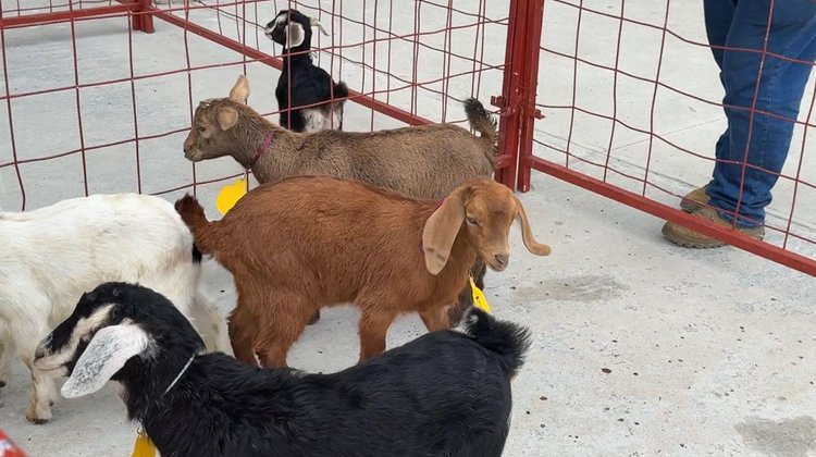 Festival del Cabrito busca comercialización justa y exportación