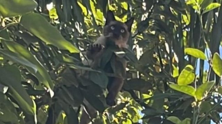 Rescatan a gato atrapado cuatro días en un árbol en Guadalupe