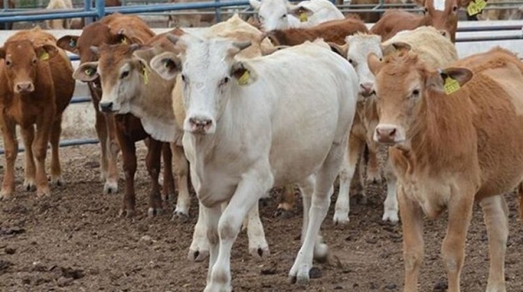 Whats_App_Image_2026_03_05_at_12_51_10_AM_6ddfa875f6